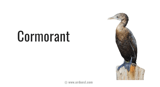 image of cormorant