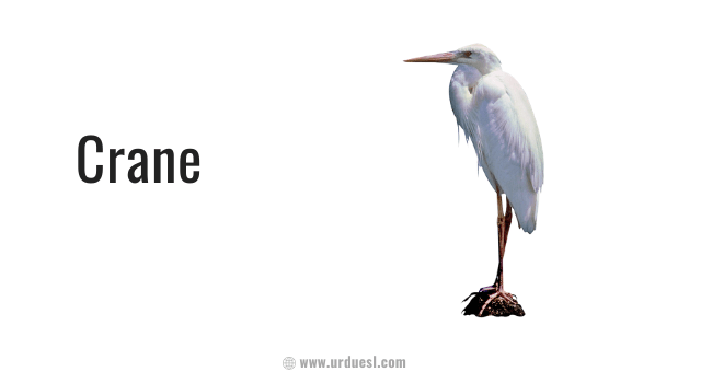 image of crane