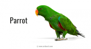 A to Z Bird Names List in English with Pictures - Download in Pdf