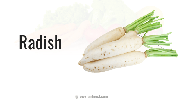 single vegetables pictures with names