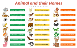 Read more about the article Homes of Animals with Names and Pictures – Download pdf