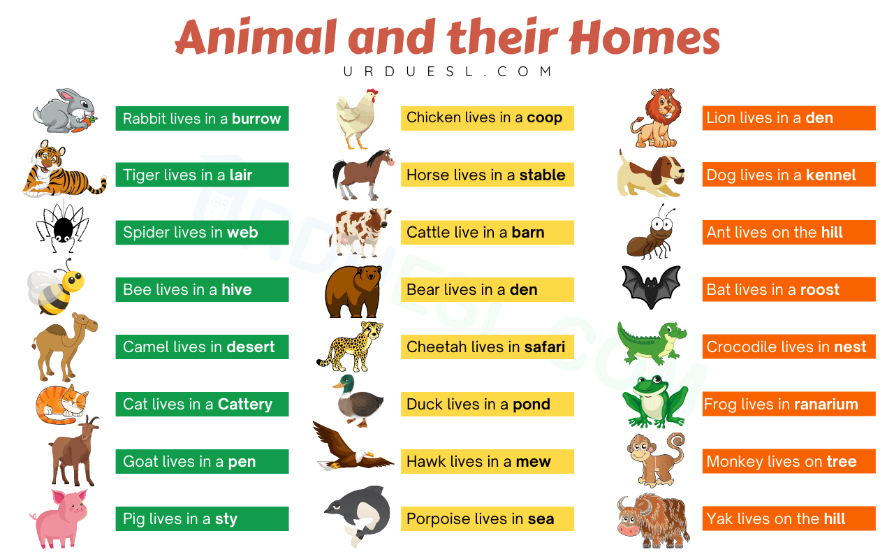 animals images with names for kids