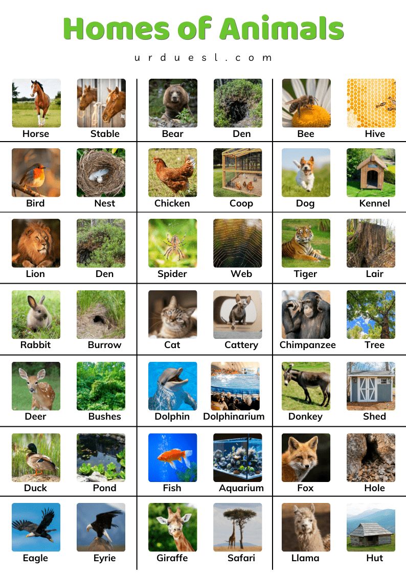 Homes of Animals with Names and Pictures Download pdf