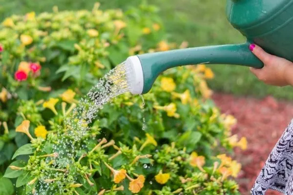 Watering can
