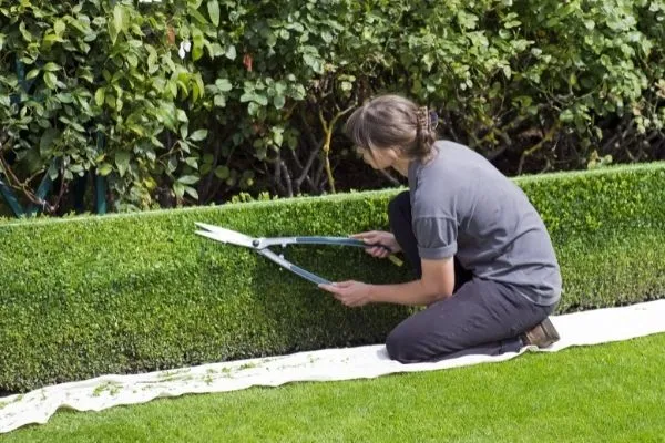 Garden shears