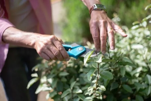 Pruning Shears