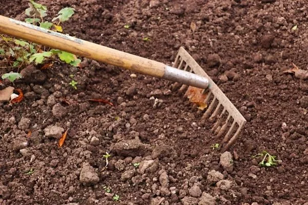 Rake being used in garden