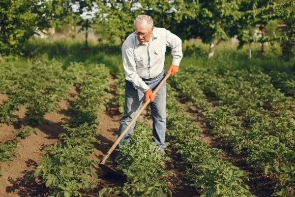 man using hoe in a garden