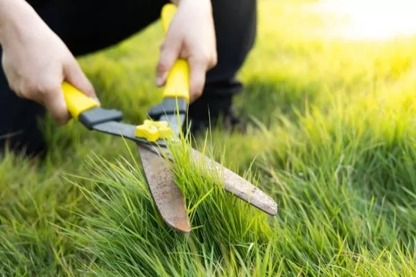 Grass shears