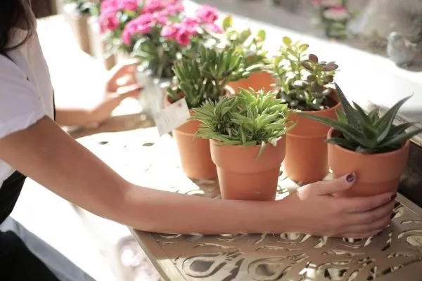Plant pots