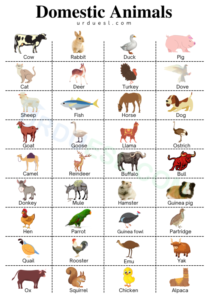 domestic-animals-images-with-names