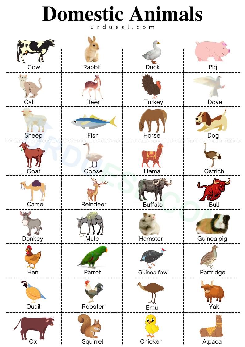 List Domestic Animals Names in English with Pictures and Pdf