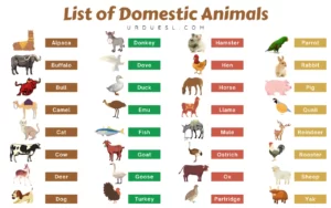 Animals and their Movements List with Chart