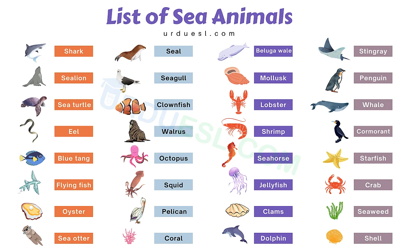 List of 85+ Sea and Aquatic Animal Names with Pictures