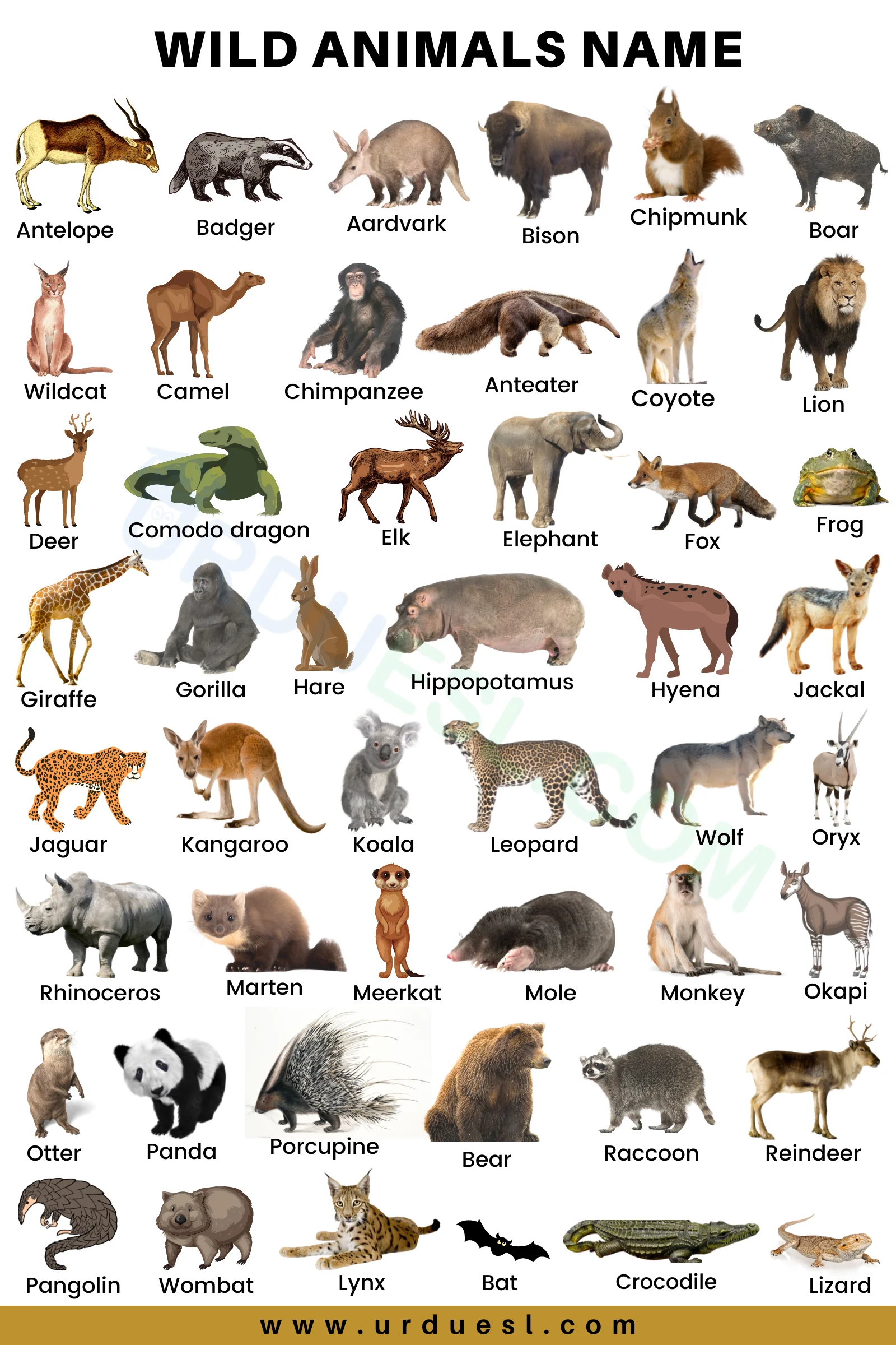 75+ Wild Animals Names In English With Pictures and Download Pdf