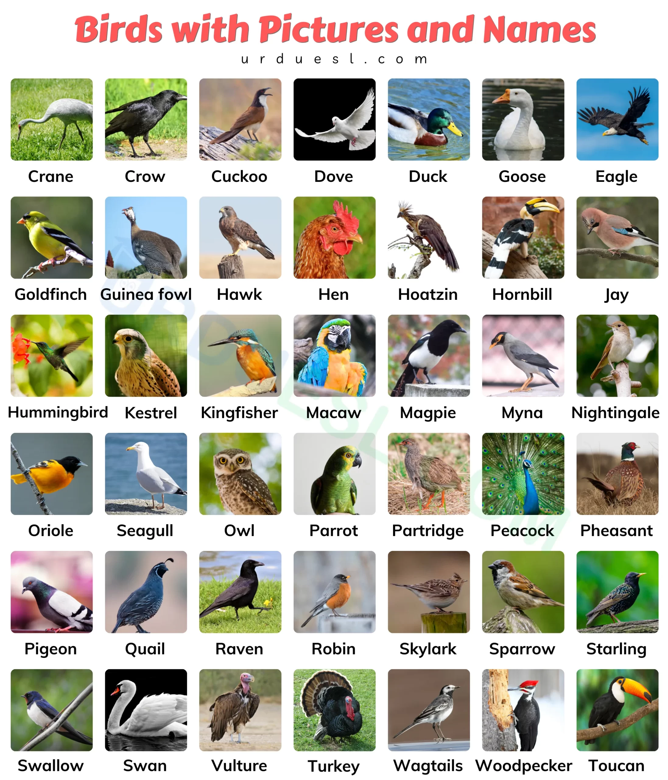A to Z Bird Names List in English with Pictures - Download in Pdf