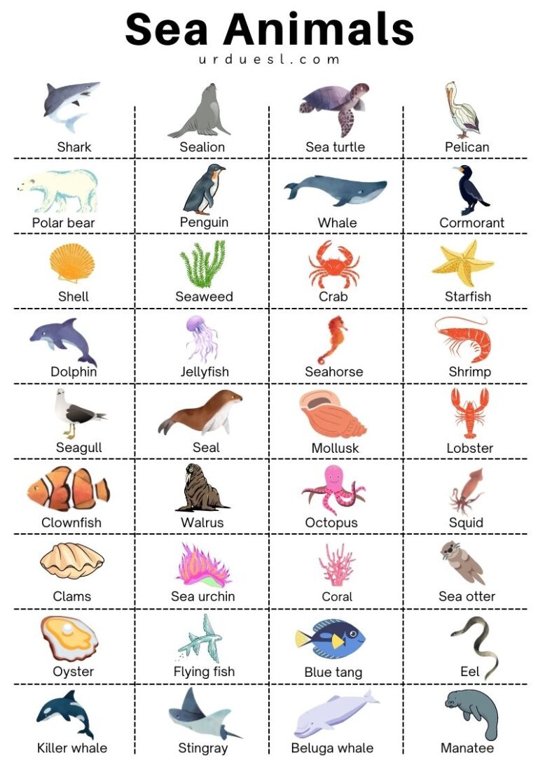 List of 85+ Sea and Aquatic Animal Names with Pictures