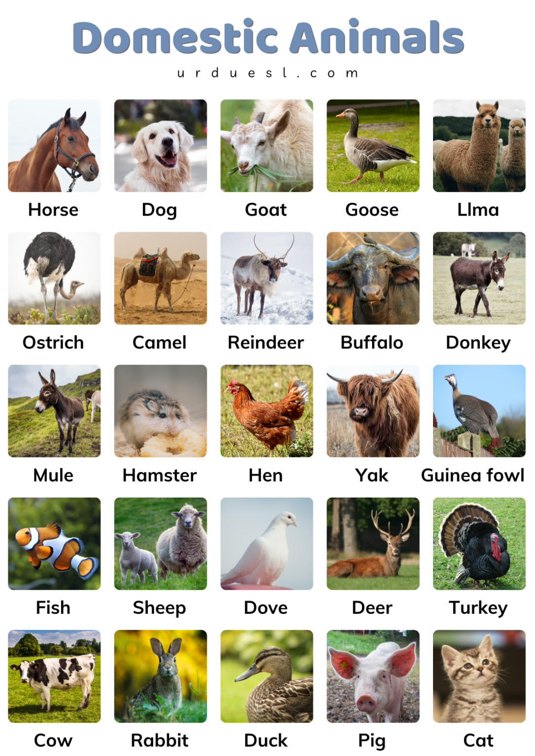 List Domestic Animals Names in English with Pictures and Pdf