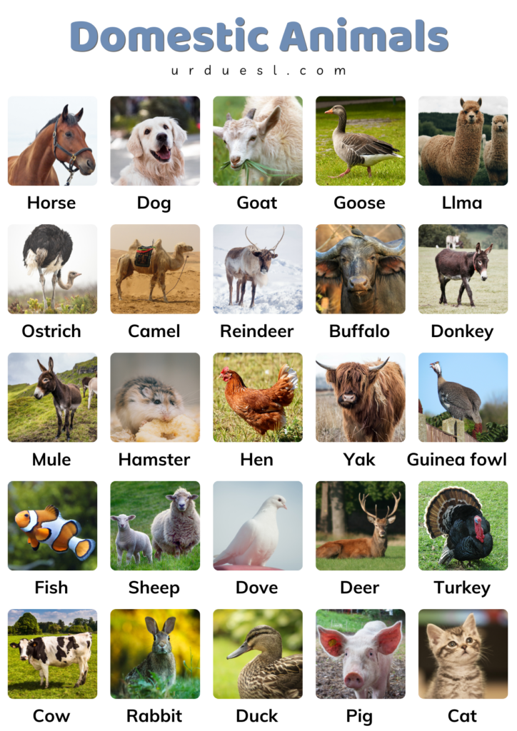 list-domestic-animals-names-in-english-with-pictures-and-pdf