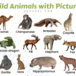 wild animals names with pictures