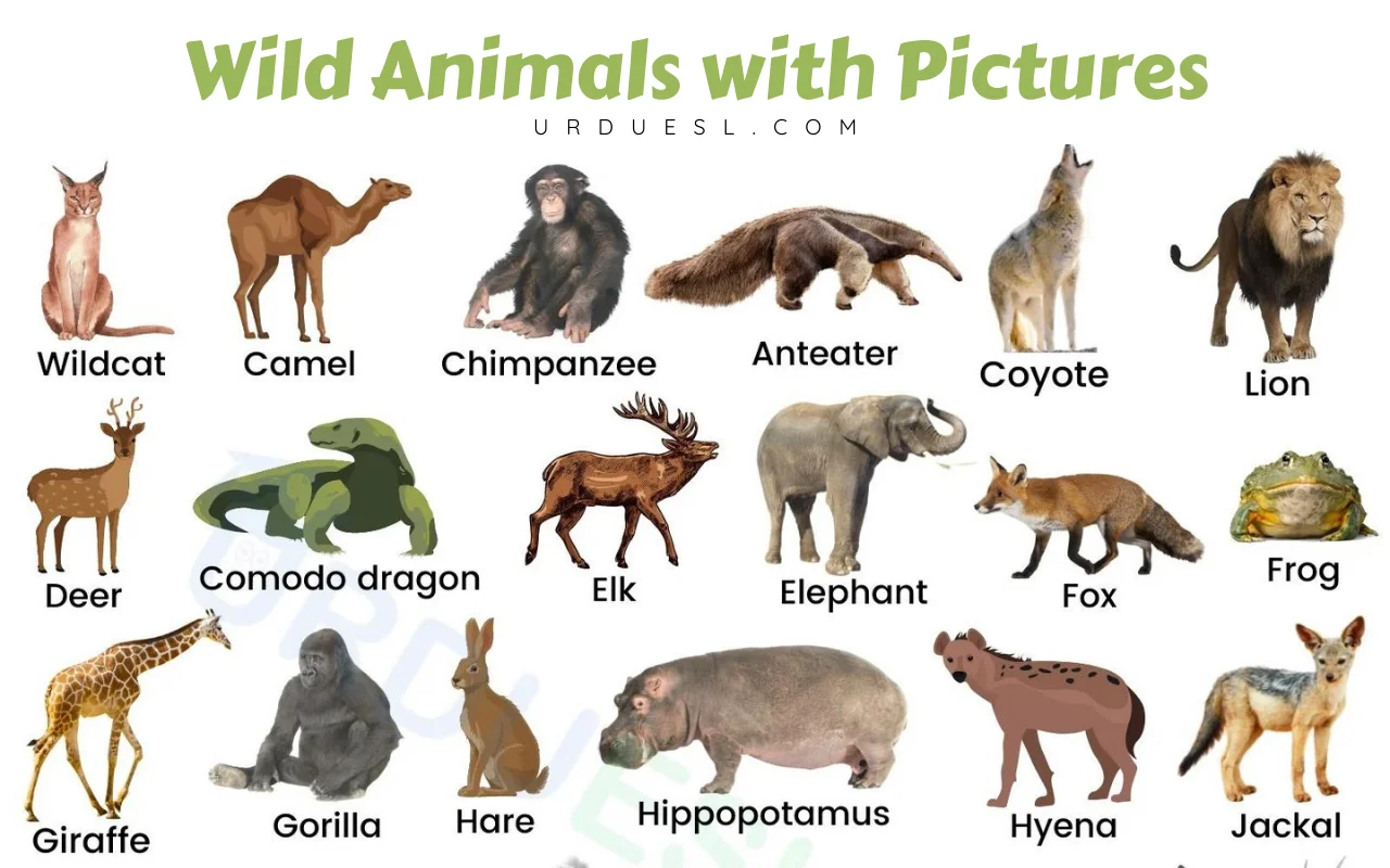 wild animals pictures and their names