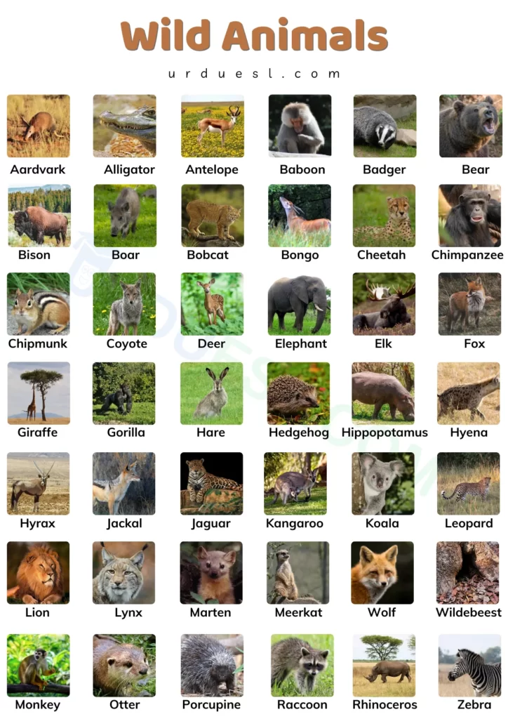 Wild Animals Names And Descriptions In English