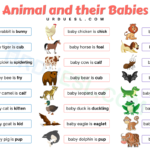 Animals and their Young Ones name with images