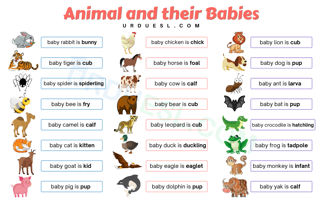Animals and their Young Ones with Name, Chart, Pdf, and Worksheet