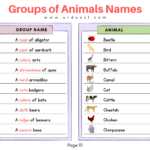 Groups of Animals Names page-01