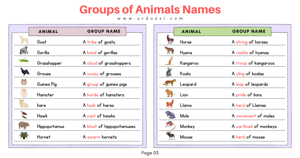 List of Groups of Animals Names with Images and Download Pdf