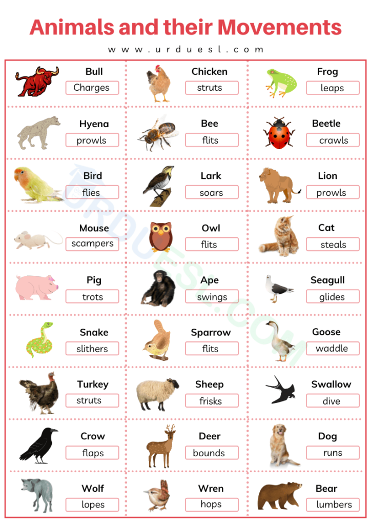 Animals and their Movements List with Chart